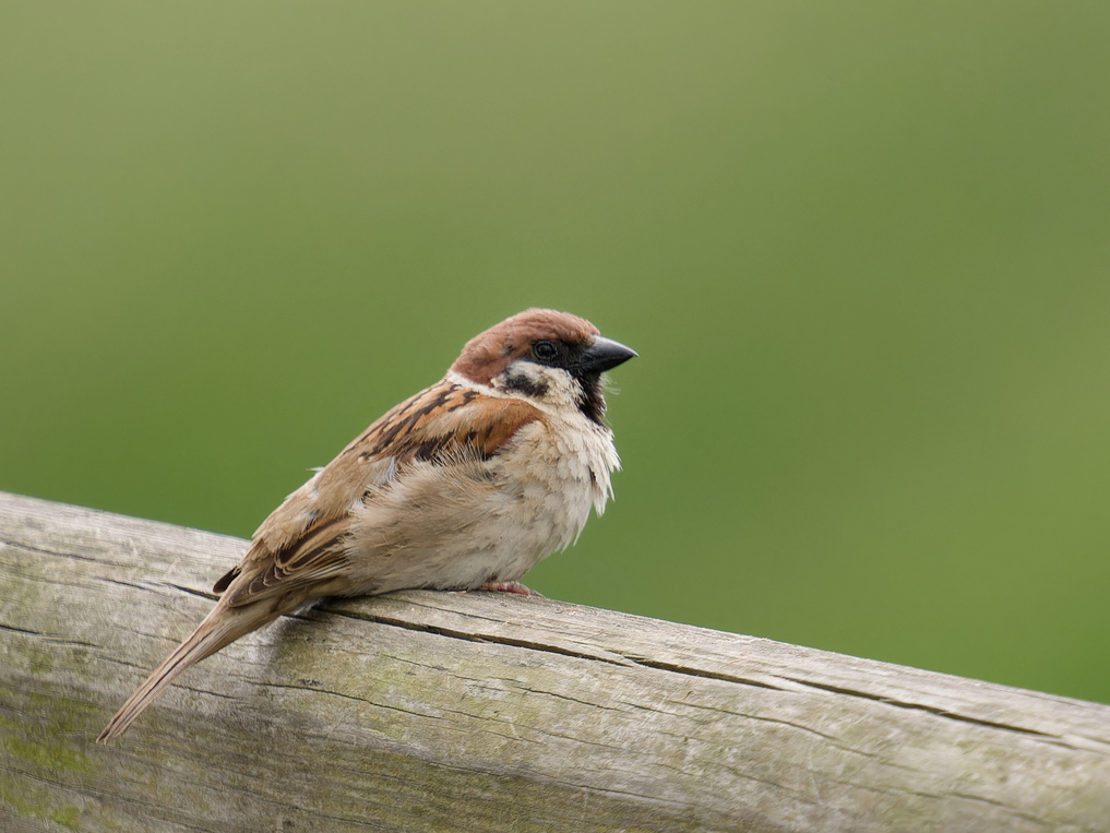 Photo of Tree Sparrow